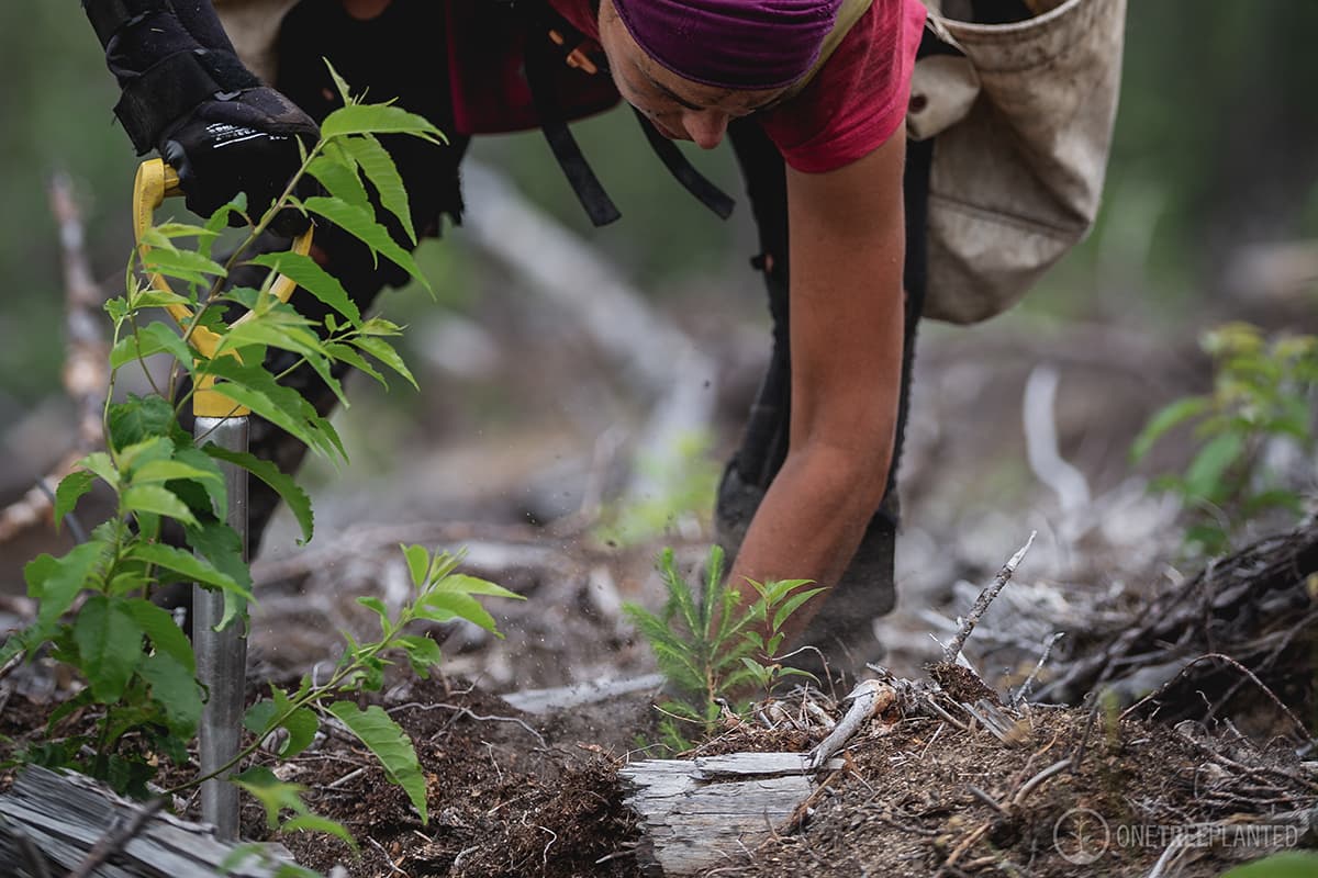 Eden Reforestation Project